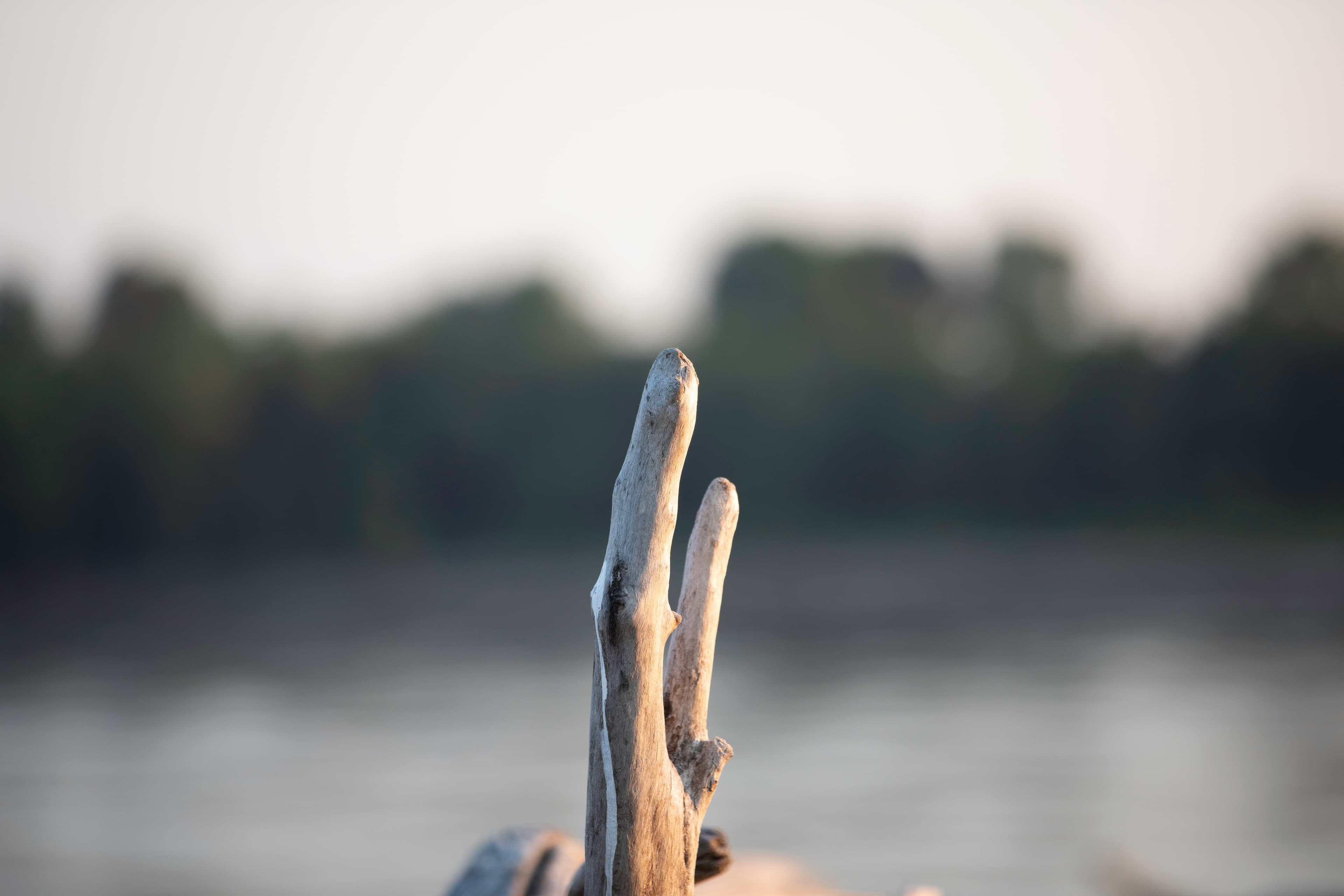 Driftwood on the riverbank at golden hour